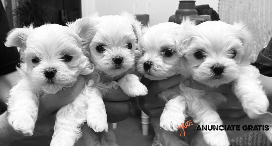 Preciosos peques de bichon maltes toy 