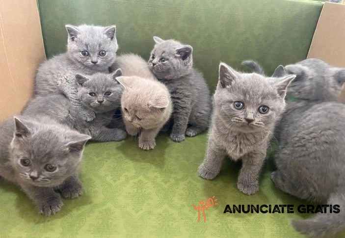 Excelentes gatitos de raza british shorthair