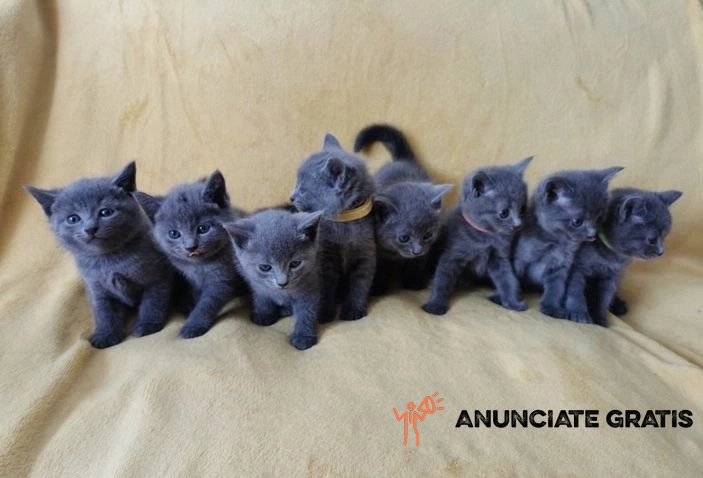 preciosos gatitos de raza azul ruso