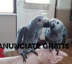   papagaios cinzentos africanos,cinzentos africanos,Venta de